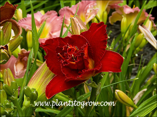Daylily Moses Fire
6" bloom, 22" tall, Mid Season+rebloom, Dormant, breeder Joiner (1998)